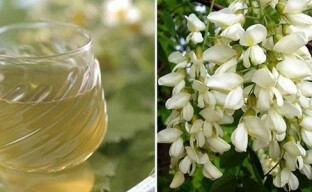 L'acacia blanc en médecine populaire: sommeil sain et système génito-urinaire