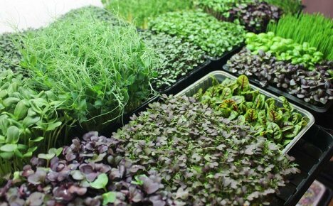 Ev yapımı mikro yeşillikler diyetiniz için mükemmel bir üründür