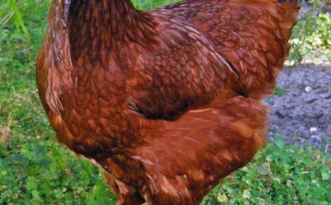 Czerwona rasa kurczaków Kuban: główne cechy doskonałych warstw