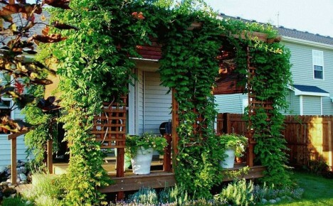 Jardinage vertical spectaculaire du territoire d'une maison de campagne