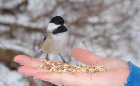 Wie man Vögel richtig füttert - hilft den Vögeln, den Winter zu überleben