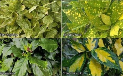 Aucuba japonica เป็นพืชที่หรูหราสำหรับบ้านของคุณ