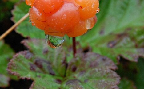 How easy and simple it is to grow cloudberries in their summer cottage