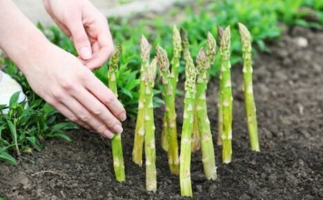 How to grow asparagus with seeds, cuttings and cuttings