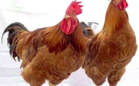 Opdræt af Redbrough kyllinger i en privat gårdhave