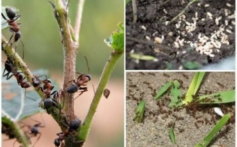 Como se livrar das formigas de jardim: não dê a elas a chance de matar sua colheita