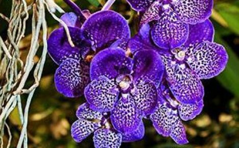 Jemnost péče a reprodukce nádherné orchideje Vanda
