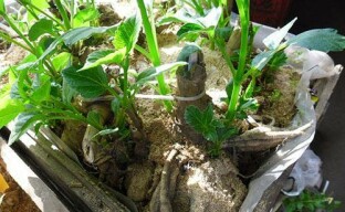 Dahlia yumrularının zamanında çimlenmesi, yemyeşil çalıların elde edilmesini mümkün kılacaktır.