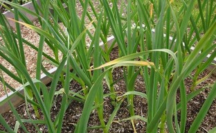 Causes of yellowing of garlic leaves