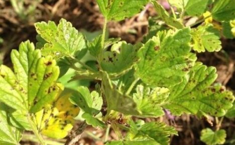 Антракноза от цариградско грозде - определете болестта и спасете храста