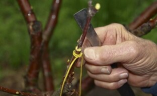 Inokulering av aprikoser på plommon i splittringen och med metoden för förbättrad sampulation