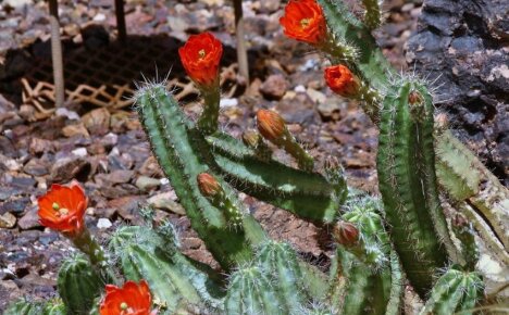 Kaktus echinocereus odolný vůči zimě je schopen přežít na otevřeném poli