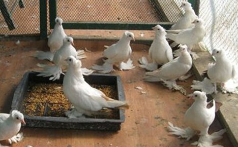 Как да използваме гълъбовия тор като тор - основни правила за ефективно използване