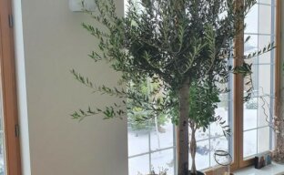 Olivovník doma - všechna tajemství úspěšné kultivace