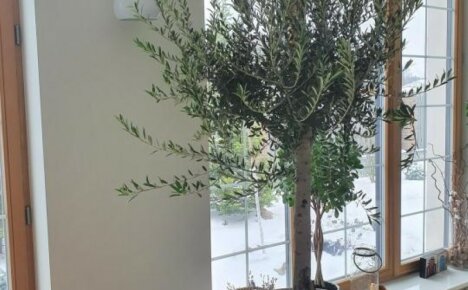 Olive tree at home - all the secrets of successful cultivation