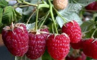 Forskellen mellem remontante hindbær og almindelige sorter