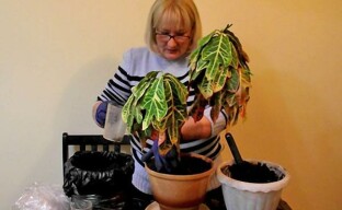 Återupplivning av Croton eller när en blomsterhandlare blir läkare