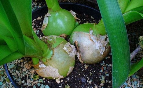 Growing Indian onions at home