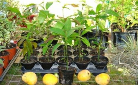 Hoe mangozaden te kweken: selectie, ontkieming en planten
