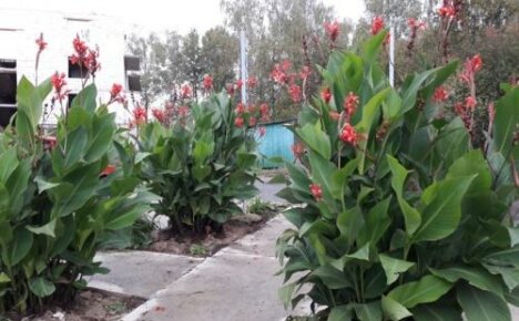 كيفية زراعة زهور كان في حديقة في سيبيريا - نصيحة من بستانيين ذوي خبرة