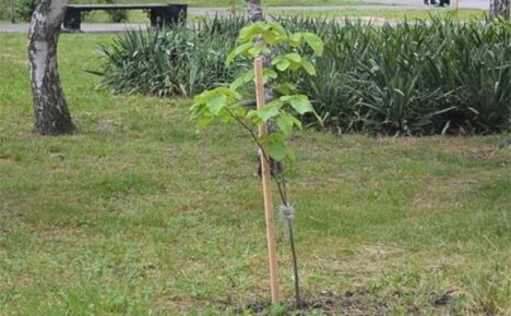 Een lindeboom planten: hoe kies je een comfortabele plek in de tuin voor een honingplant