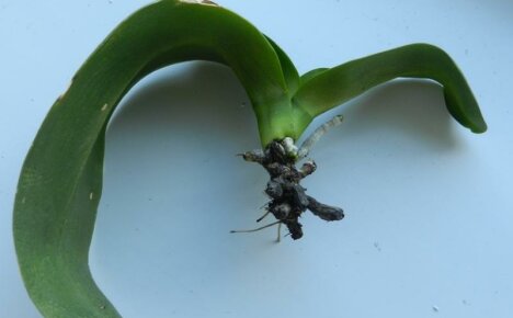 Vier bewährte Methoden zur Wiederbelebung, wenn alle Wurzeln einer Orchidee verfault sind, was zu tun ist, damit sie wachsen