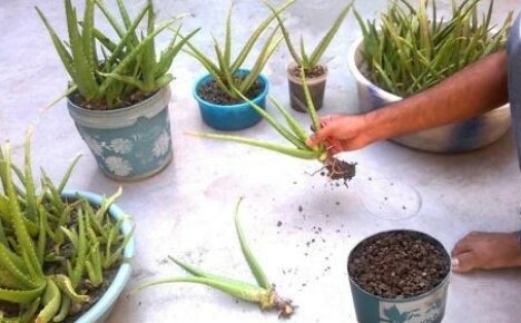 How to propagate aloe at home: 4 simple ways