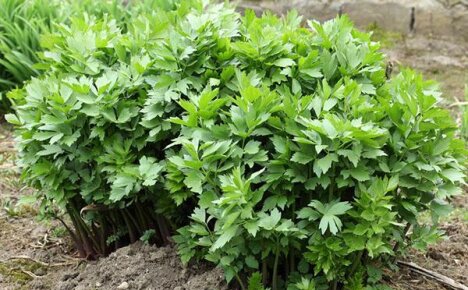 Medicinal properties of lovage and contraindications for use