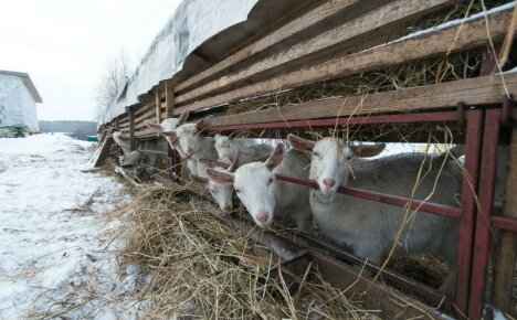 Criar cabras no inverno sem aquecimento é apenas um galpão seco e leve