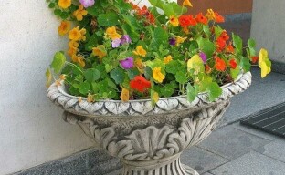 Användbara egenskaper hos nasturtium, dess odling i krukor eller vaser