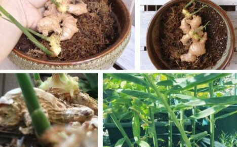 How to grow ginger from the root at home - the subtleties of planting and care