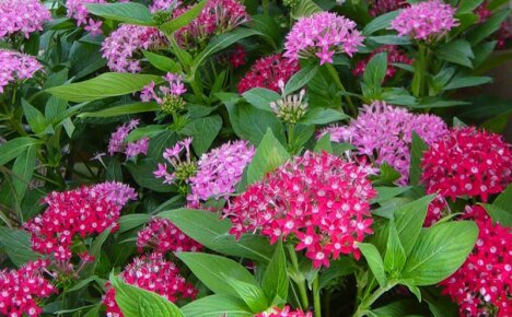 Pentas New Look - pravidla pro pěstování exotické květiny