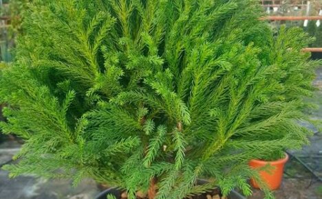 Indoor cryptomeria - a fragrant compact ephedra for your home