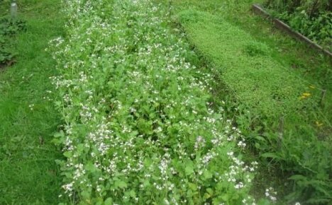 Hrișcă ca gunoi de grajd verde: fertilizarea solului fără substanțe chimice