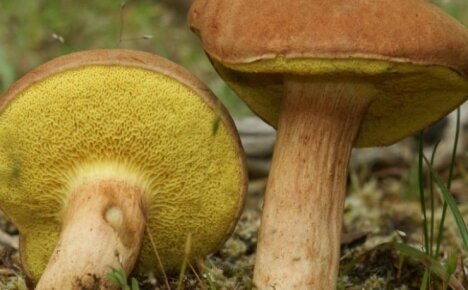 Hinweis für Pilzsammler - so ein facettenreicher Pilz, Foto und Beschreibung der Arten