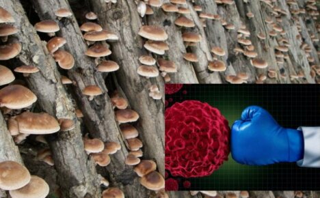 Shiitake-paddenstoelen - de voordelen en nadelen van het levenselixer