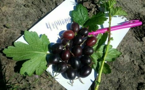 Gooseberry Chernomor - robustez do inverno, resistência à seca e outras vantagens da variedade