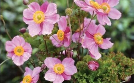 Forcing anemones: how to time flowering to the desired date