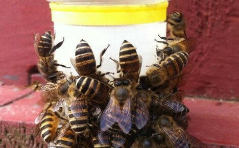 Včelári pomáhajú včelám napiť sa žľabom z Číny