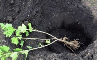 Plantando yoshta: nuances importantes de enraizar um arbusto de baga