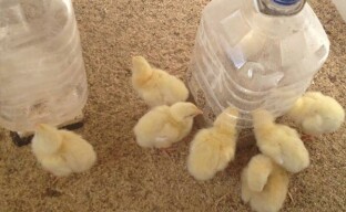 General recommendations for keeping day-old chicks