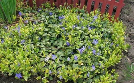 The use of periwinkle in traditional medicine