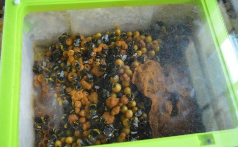 À quoi sert une ruche de bourdons dans un chalet d'été