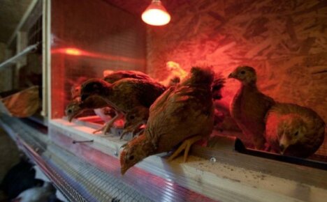โคมไฟสำหรับทำความร้อนเล้าไก่ในฤดูหนาว - วิธีการป้องกันห้องสัตว์ปีกราคาถูก