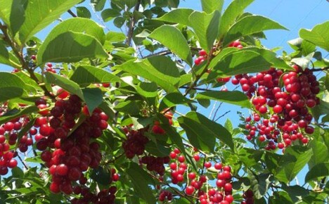 Röd fågelkörsbär är en sällsynt gäst i våra trädgårdar