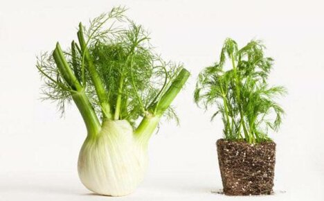 Rozdiel medzi feniklom a kôprom: hlavné výhody rastlín