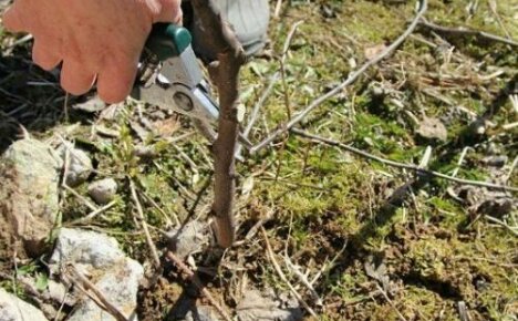 Pruning yoshta will help you harvest a high yield every year