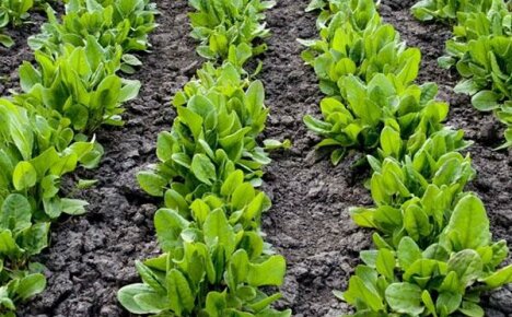 Assicurati di piantare e prendersi cura dell'acetosa in campo aperto