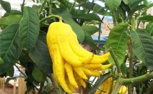Rastúca dekoratívna citrusová citrónová dlaň alebo Budhova ruka