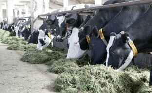 Hodowla bydła mlecznego na skalę przemysłową